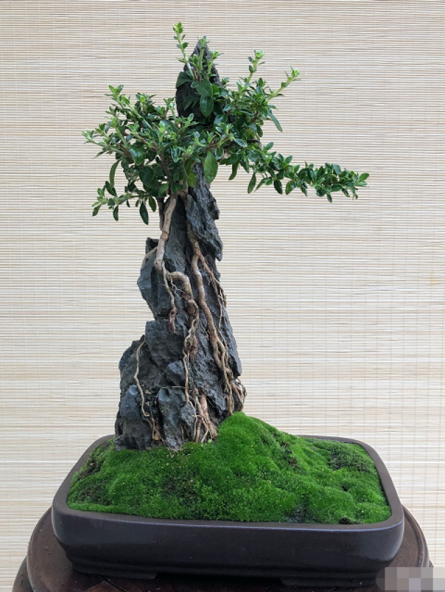 雀梅抱石盆景,盆养多年,树形靓丽 远看如山峰跌宕起伏,婀娜多姿,枝叶