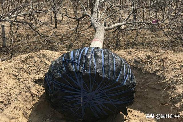 为什么大树移植时土球包扎物不解现象普遍存在,到底该不该解?