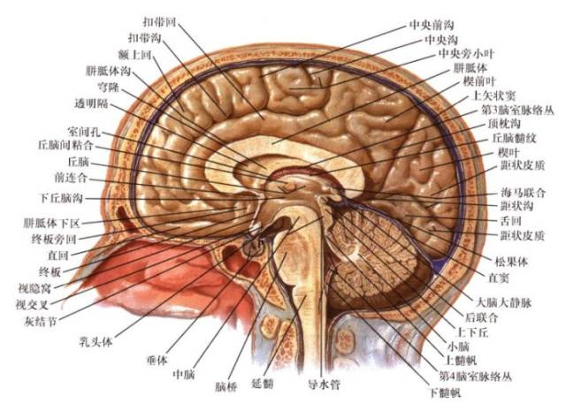 脑膜垂体干解剖图片