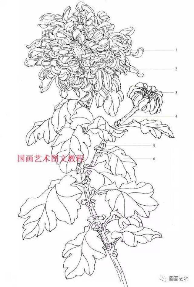 菊花生态结构 1花蕊 2花冠 3花蕾 4花干 5小叶 6