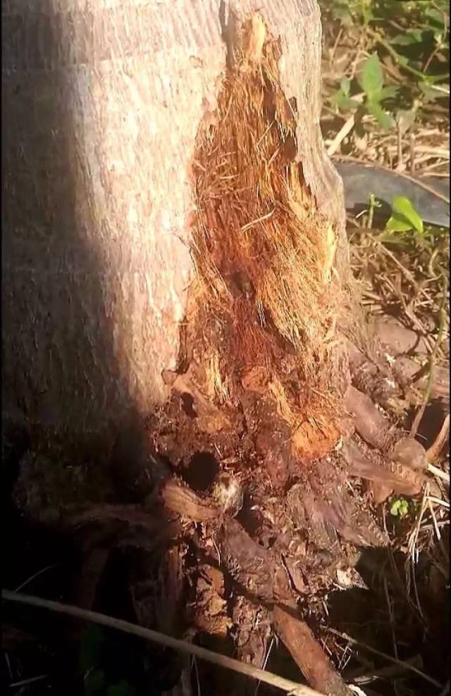 槟榔树根图片图片