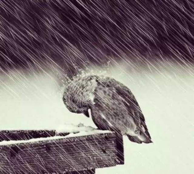 在凄风苦雨, 惨雾愁云的考验面前, 一个强者,是不会向命运低头.