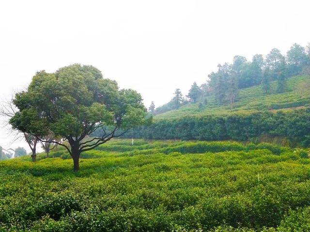 苏州树山风景图片