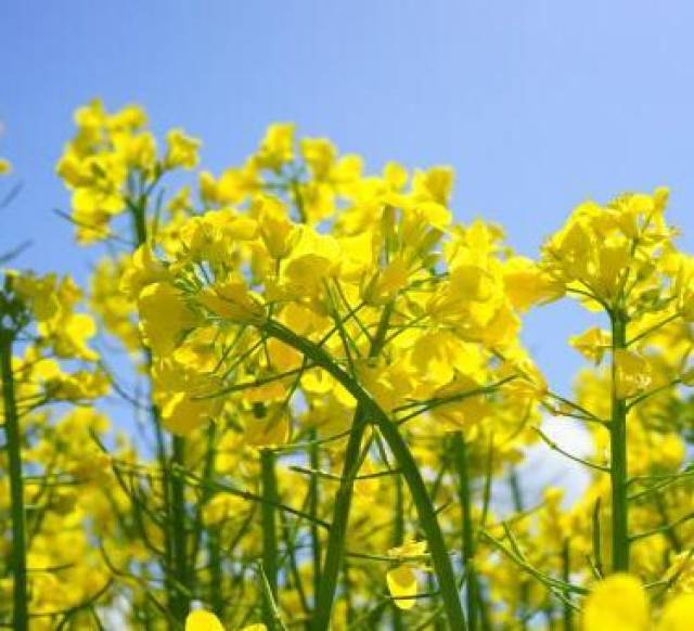 油菜花:三,四月间,茎梢着花,花为总状花序,花萼片四片,黄绿色,花冠四