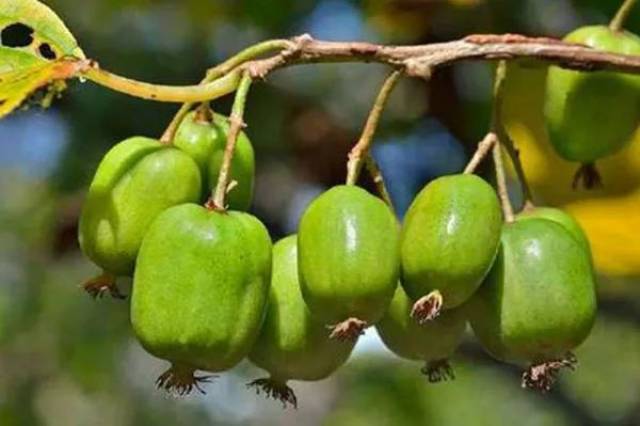 长得像青枣,浑身不见一根毛