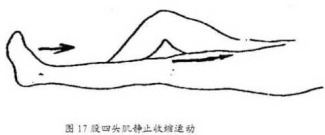 膝关节屈伸示意图,关节的屈和伸图示,膝关节的屈和伸_大山谷图库