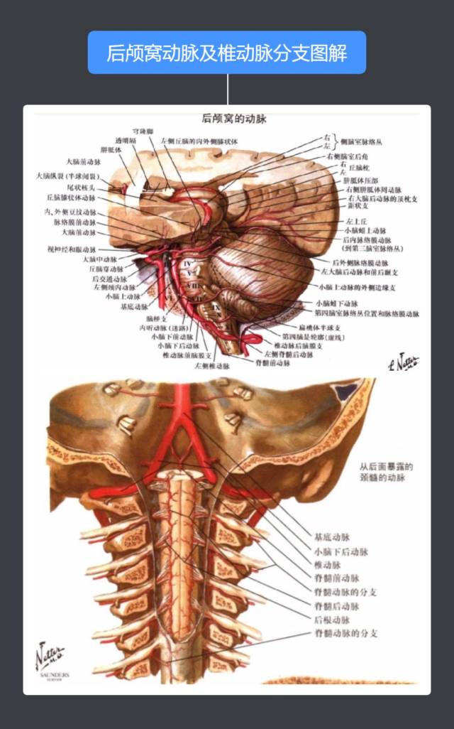 后脑血管分布图图片