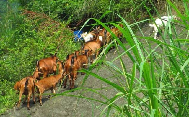 【文学*散文】 红毛山羊