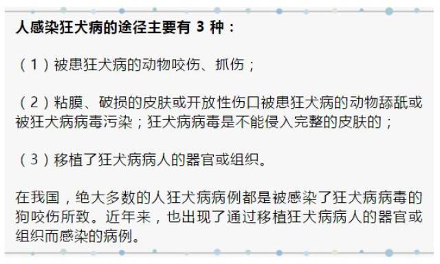 狂犬病潛伏期有多久? 只有被咬傷才會染病? 什麼情況下要打狂犬疫苗?