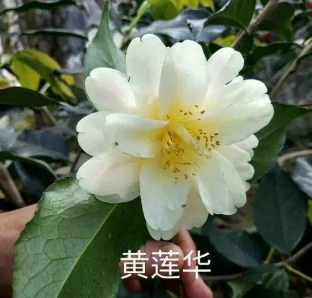 70款最美茶花,花大色艳,一点不比牡丹差