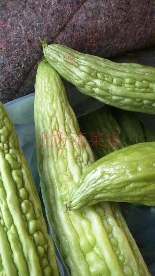 【聚焦】两棚苦瓜烂了满地 到底是不是药害?大家来看看