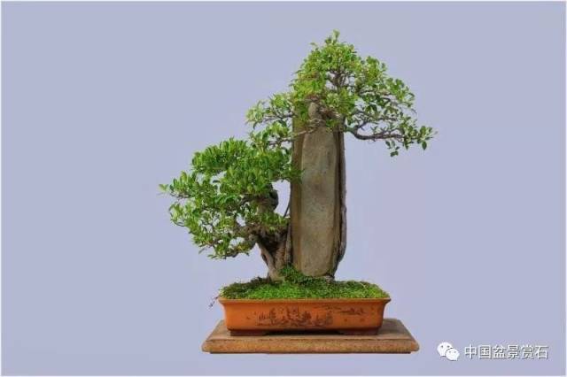 "登高望远"榕树附石 长 70cm 高 75cm 魏积泉藏品