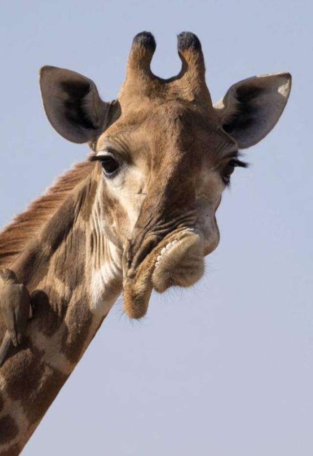南非长颈鹿自带"不爽"表情包 鼻歪口斜面部畸形
