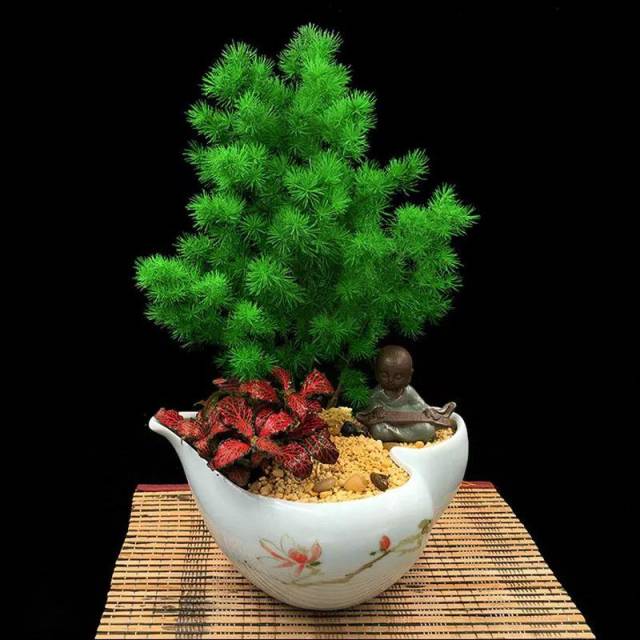 五种开运旺财的风水植物你家有吗