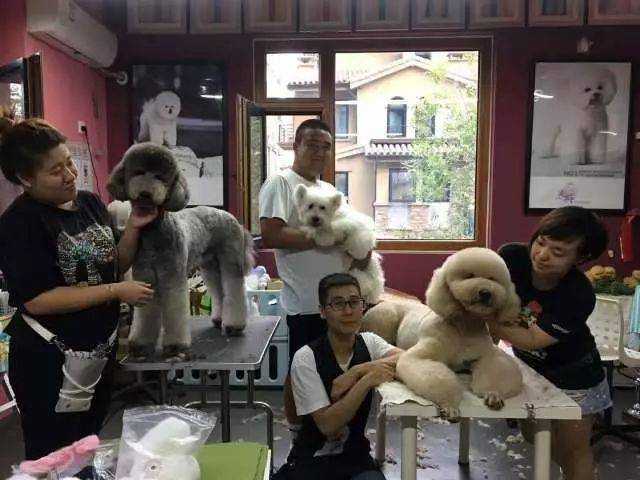 北京精剪至上宠物美容培训学校