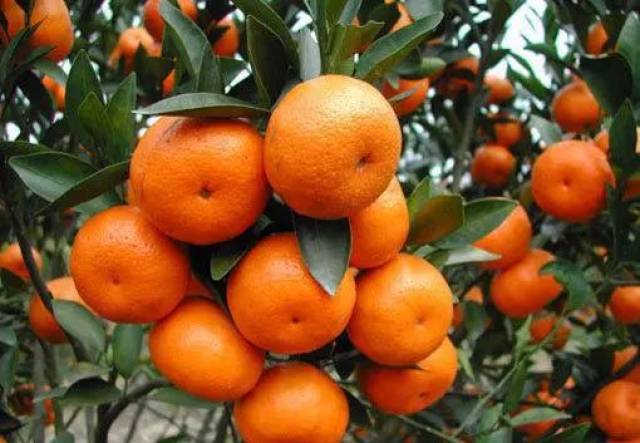 柑橘怎样施春肥比较好?