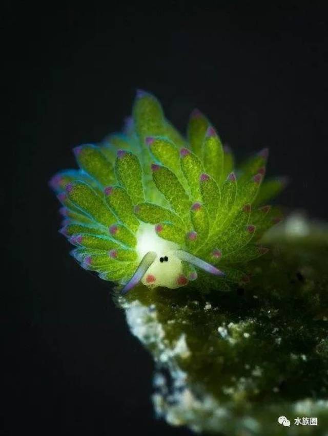 叶羊:"肖恩是假的,我是真的.