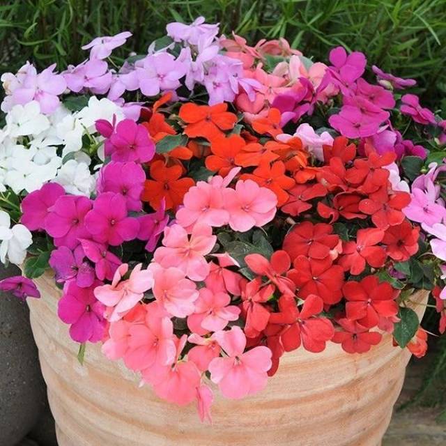 特别受欢迎的半阴观赏花卉凤仙花几个基本的养护技巧