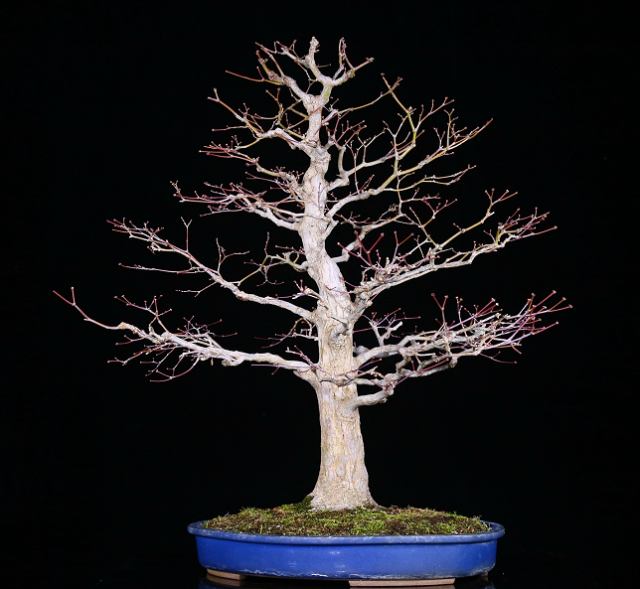 日本岩四手 年功到位,主干老辣,枝干延伸有力,满树牙尖富含生机,树皮