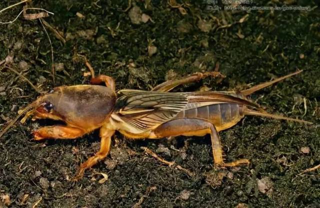 [lóu gū]它除了这两个名字外还有地方叫它爬狗虫,土狗虫,拱地狗蜢狗