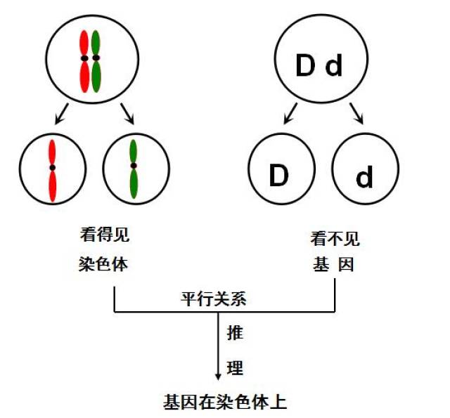 基因定位在染色体上图片
