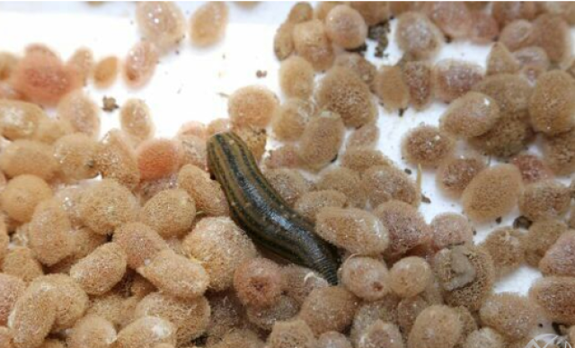 水蛭卵茧孵化的六个步骤_手机搜狐网