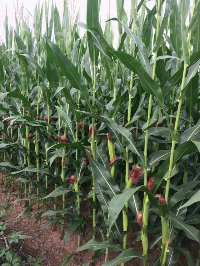 未来3-5年玉米籽粒收获机将大发展