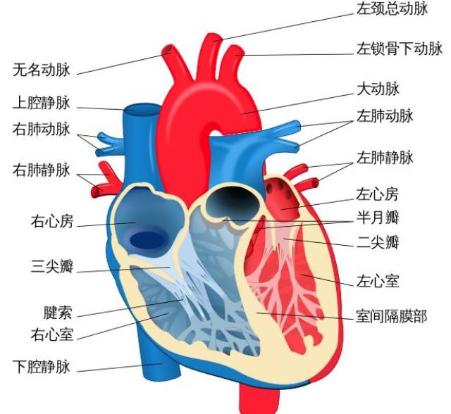 初中心脏结构图图片