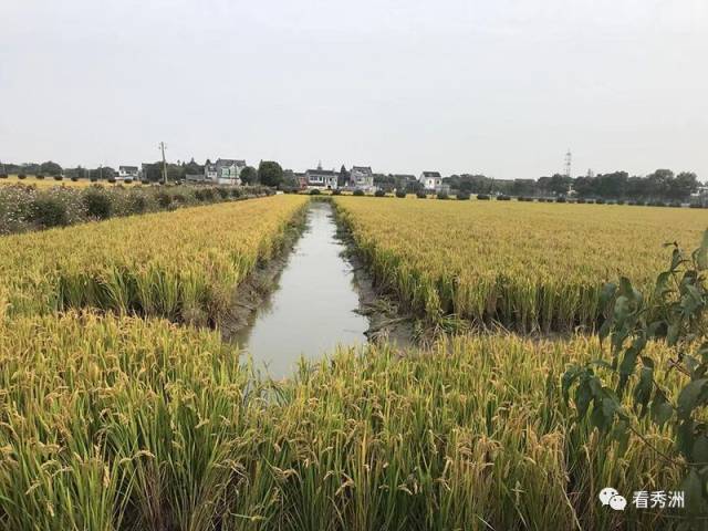 嘉兴市秀洲区新塍秀新生态农场位于秀洲区新塍镇南洋村,主要从事稻鳖