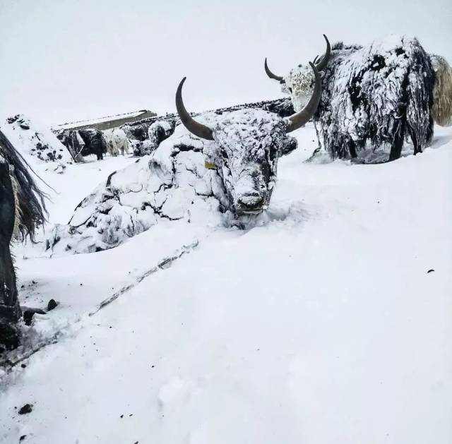 拯救雪灾中奄奄一息的生命!