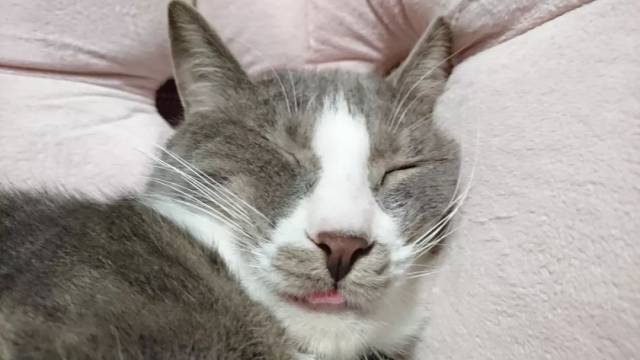 日推猫咪丑照大赛开赛!喵星人:铲屎的你给我记着!