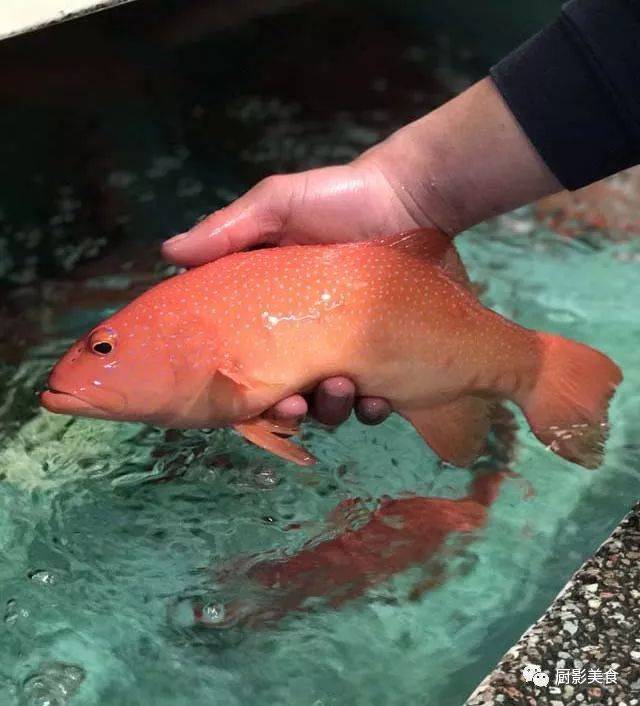 世界顶级食用鱼排行榜