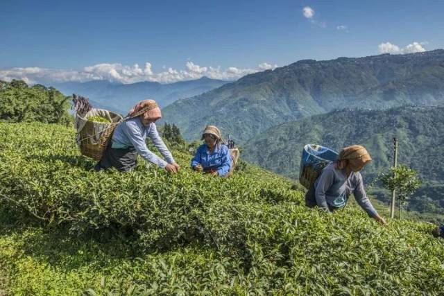 大吉岭红茶| 来自金刚之洲的“茶中香槟”_手机搜狐网