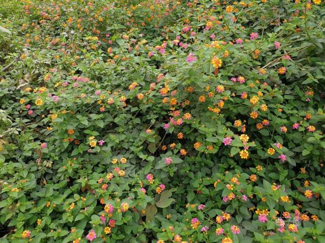 小时候经常玩的臭草能治病果子还能吃