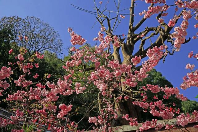 西昌光福寺樱花已经美成这样?还不快来!