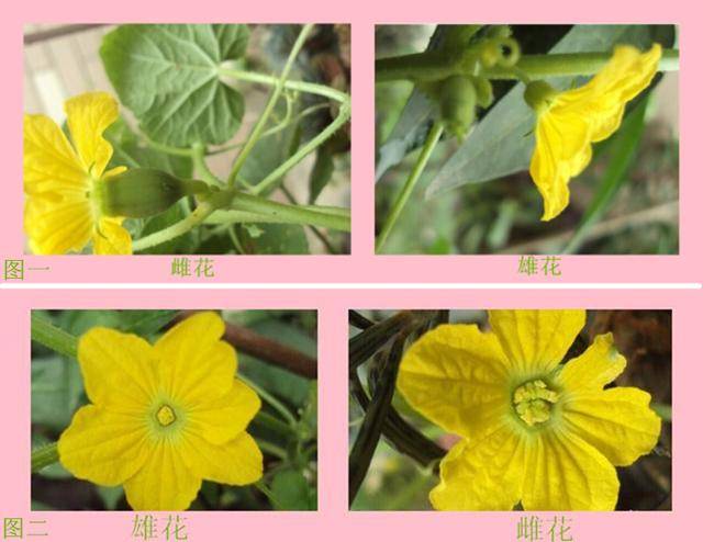 西瓜雄花和雌花的图片图片
