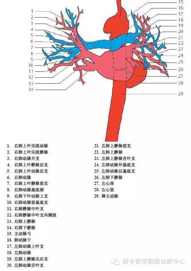 肋间血管解剖图片