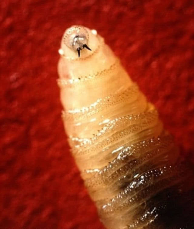 寄生蛆虫噬咬了它们近半边的头部,血肉模糊,约83头濒危礁岛鹿因此而