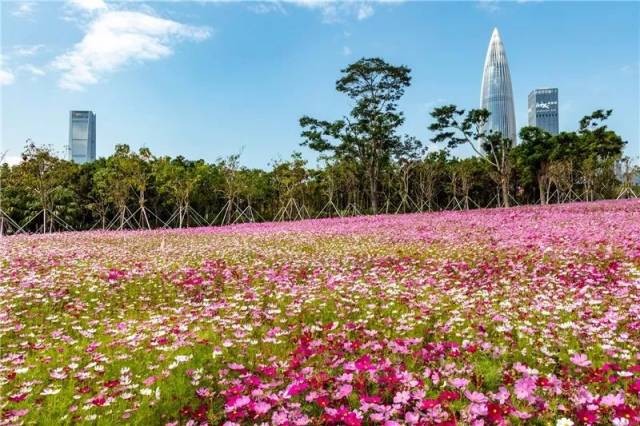 深圳出了个流花山!面向大海免费看!去花海公交指南!