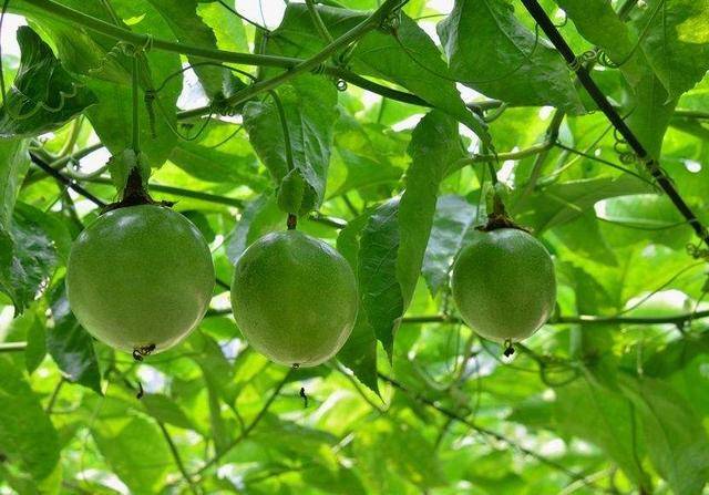 百香果周年病害防治方法_手机搜狐网