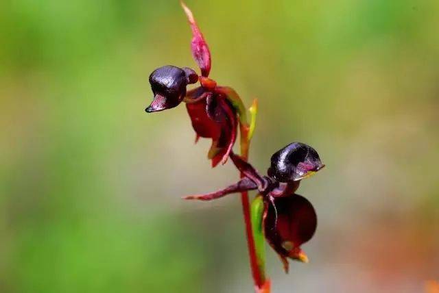 鸭子 花卉图 d3b41e197e4d412e97da954414f8b4