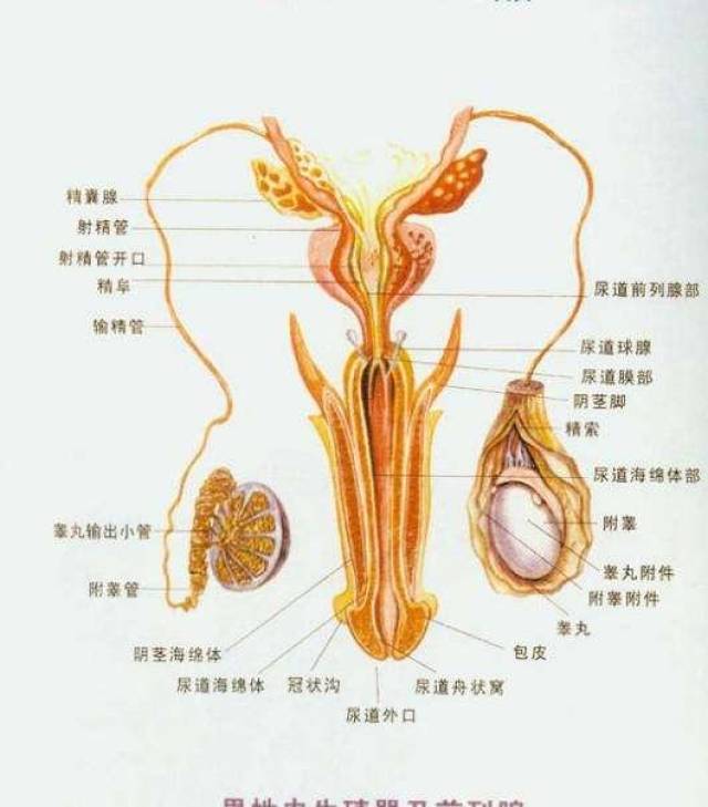 精巢和睾丸的区别图片