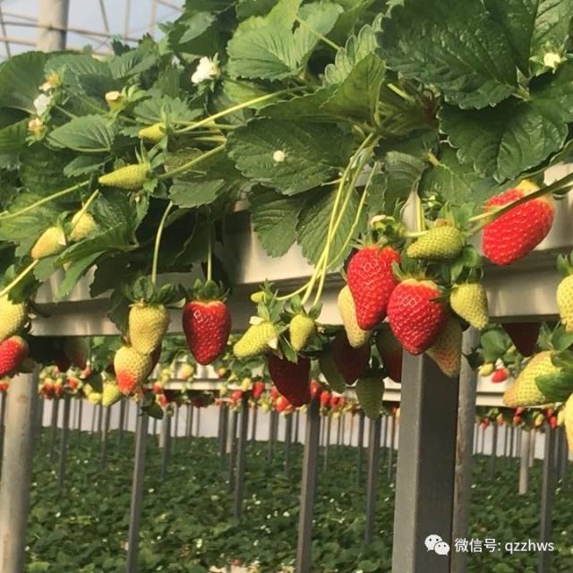 黑龙江温室草莓生产技术_手机搜狐网