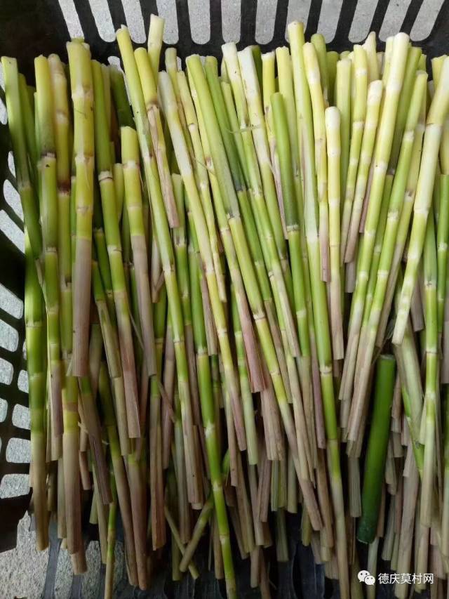 篱笋味道鲜美, 甘脆可口是人人都喜欢的佳肴