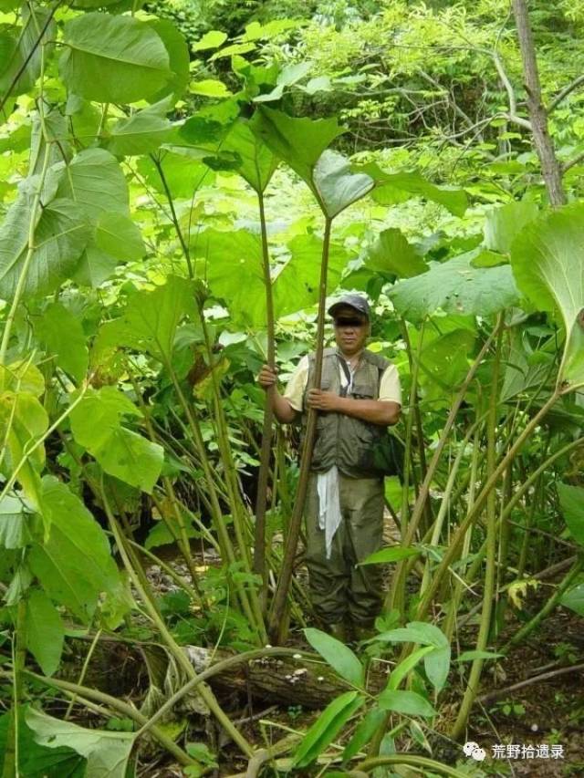 因为这个植物在日本的民间俗名:苳,冬菜,款冬,以至