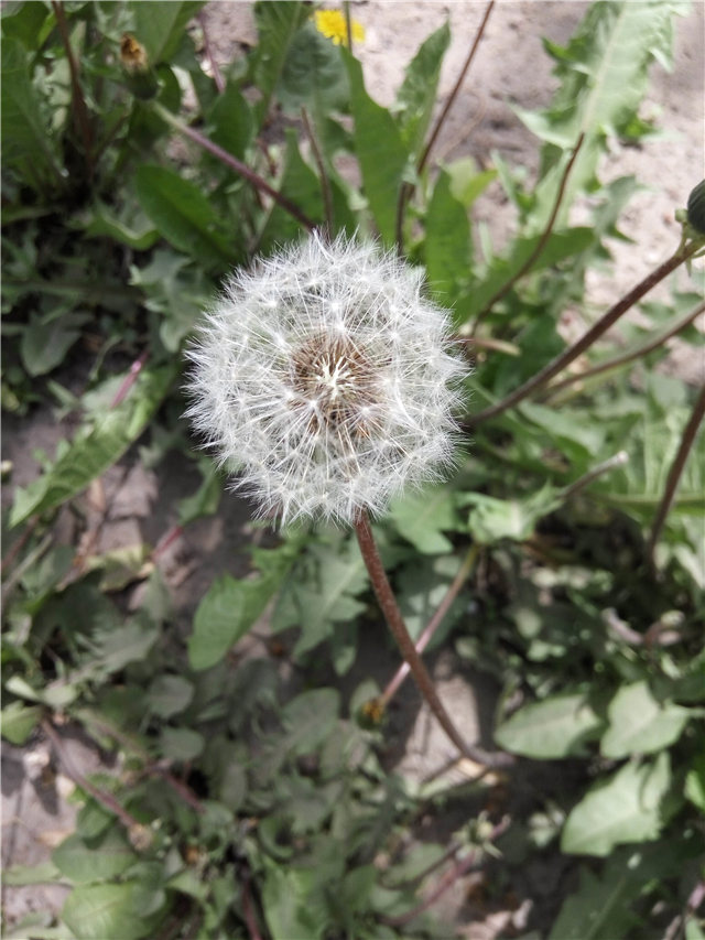 蒲公英的营养价值