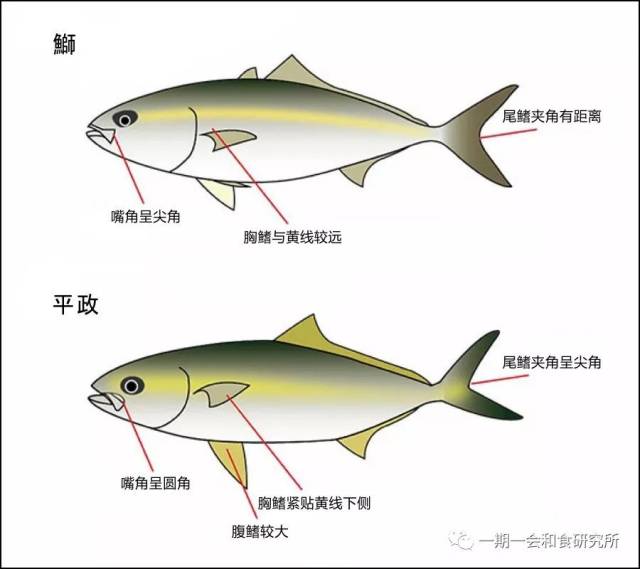 长江鳊鱼和鳊鱼区别图片