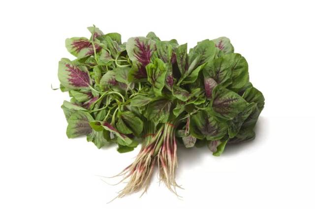 春食野菜有学问,常见可食用的野菜有哪些?