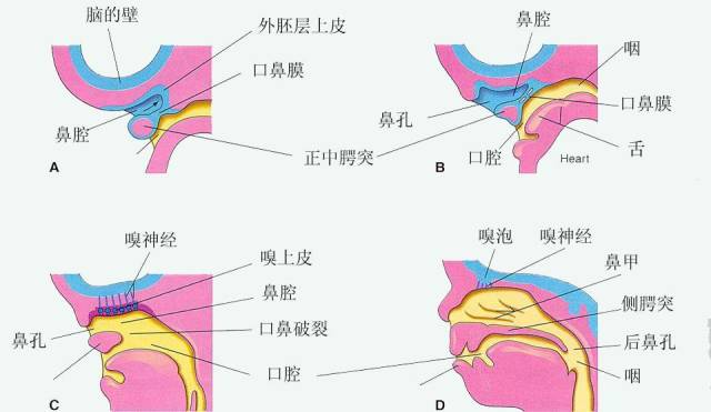 鼻腔的构成