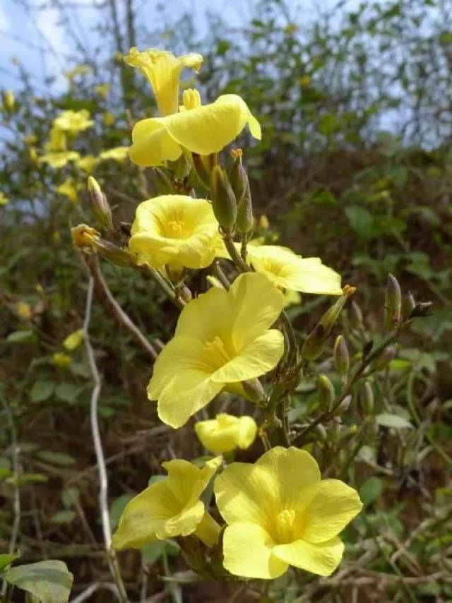 每日一花 | 石海椒(迎春柳),長相和迎春花相似